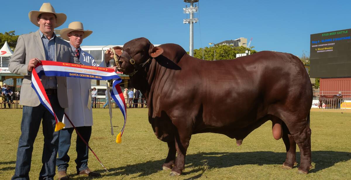 ALL BULL: Yarrawonga Fixer, the 30 month old Santa sensation of the 2017 Royal Queensland Show with exhibitor Andrew Bassingthwaighte, Yarrawonga Wallumbilla, and handler Brendan Emery. 