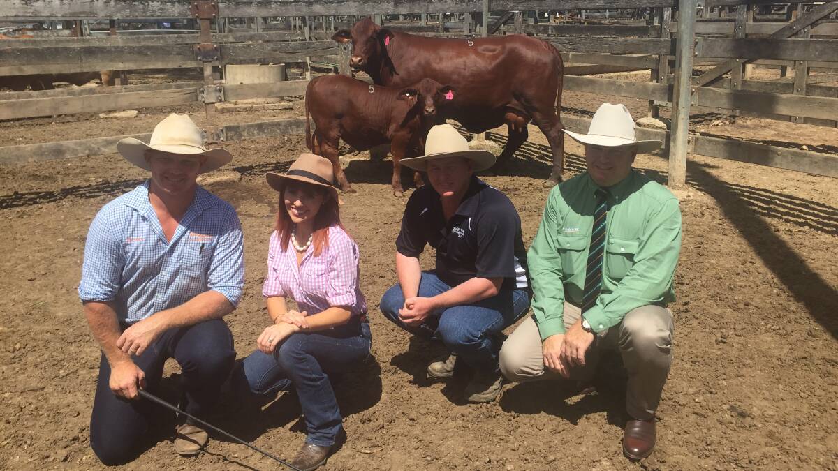 IN DEMAND: Vendors Jason and Piper Johnston, Craiglea Droughtmaster Stud, Kenilworth, with buyer Chris Heness, Ridgie Didge Droughtmasters, Goomeri, and auctioneer Mark Scholes, Landmark, with the $16,000 top priced cow and calf of the Droughtmaster National Female Sale.