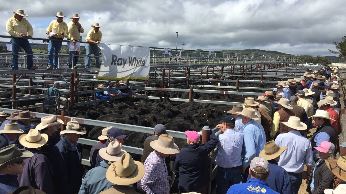 Queensland buyers provided major competition at Ray White Livestock's annual Tenterfield weaner sale.