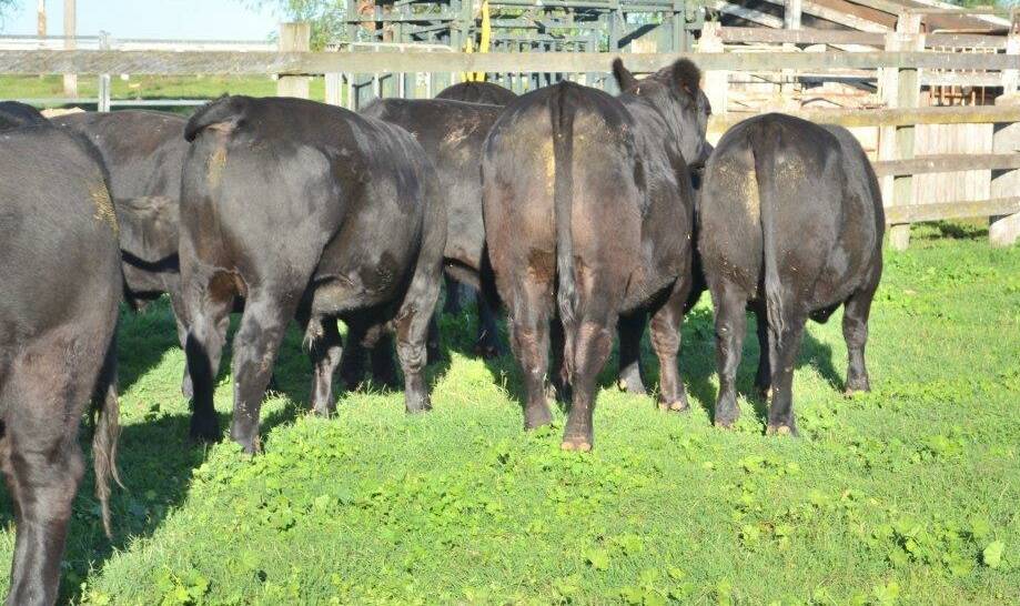 Angus/Santa-cross steers finished on Enterprise, Biddeston, ready for the works.