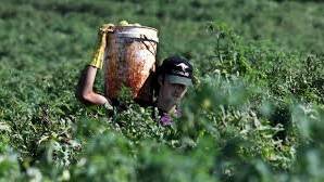 BACKPACKER TAX: Agriculture's vital seasonal labour force is set to contract over the next five years as an ongoing result of the controversial tax. 