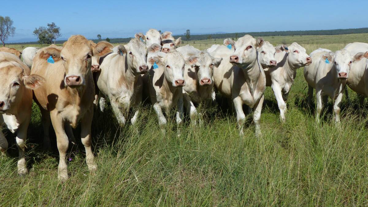 Kia Ora was offered with the option to buy the entire herd of quality Charbray cattle running on the property.