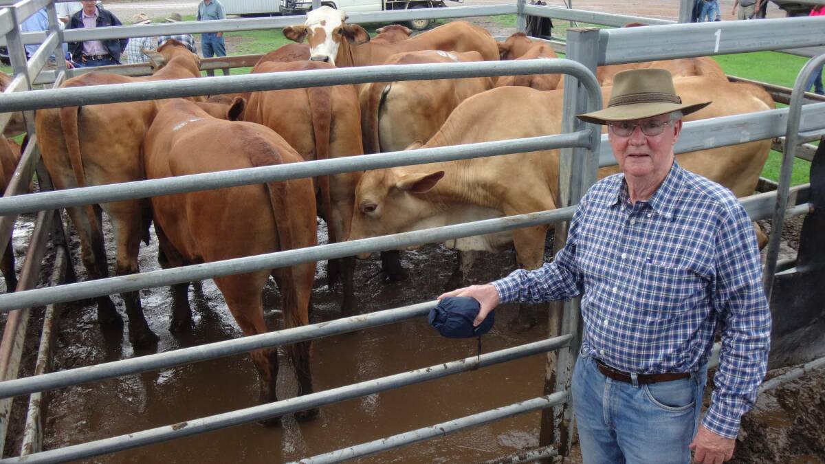 Bob Wainwright, Mt Byron, with his two tooth Droughtmaster steers that sold for $1440 at Toogoolawah.