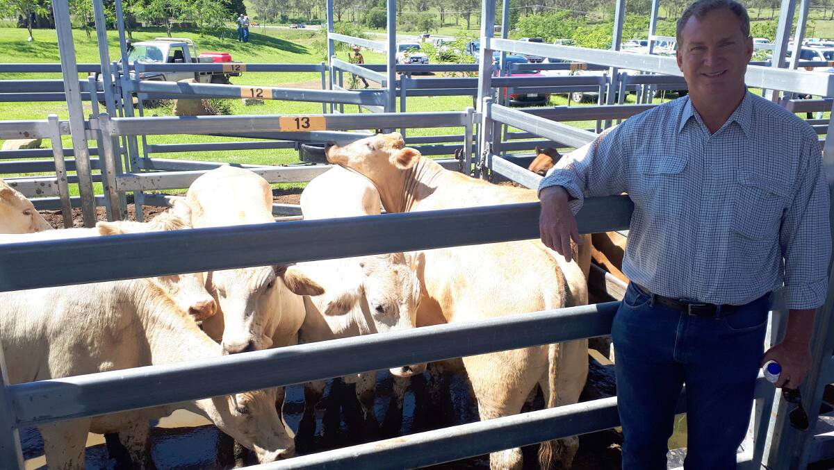 IN DEMAND: Steve Moriarty from Canungra sold 18 month old Charbray steers for $1370 at the Beaudesert store sale on Saturday.