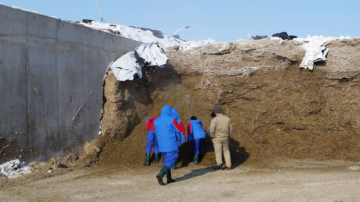 Frozen silage is one of the challenges Chinese dairy farmers face.