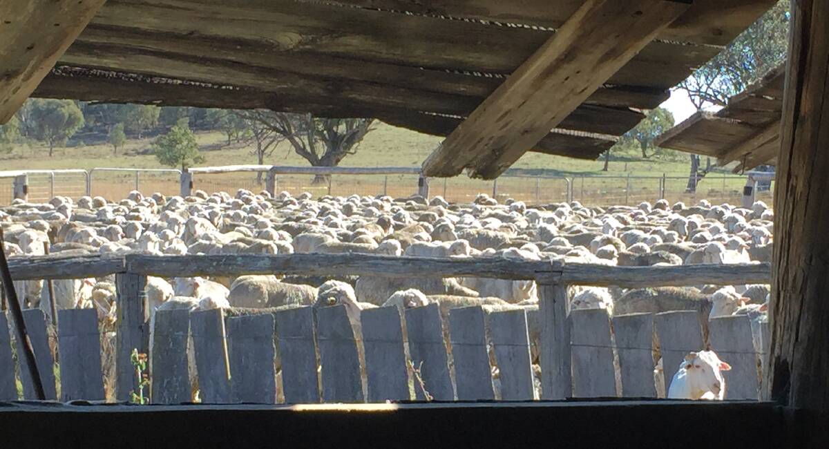 MARKET STRENGTH: The Australian wool market closed on a record high of 1434c, despite easing as the week progressed. 