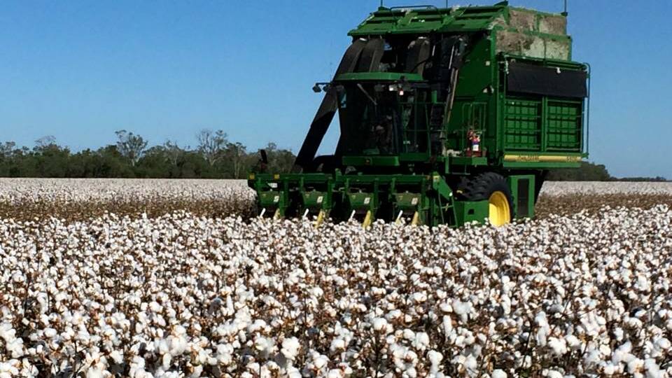RAPID UPTAKE: The new GM cotton technology Bollgard 3 will be used in more than 95 per cent of this season’s Australian cotton crop.