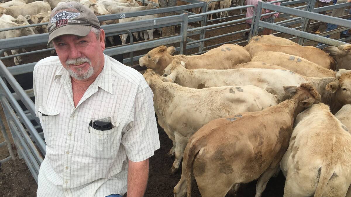 SALE TOPPERS: Glen Roosen, Pinelands, sold these 18 to 20 month old steers for $1300 at Shepherdson and Boyd's Toogoolawah store sale today.