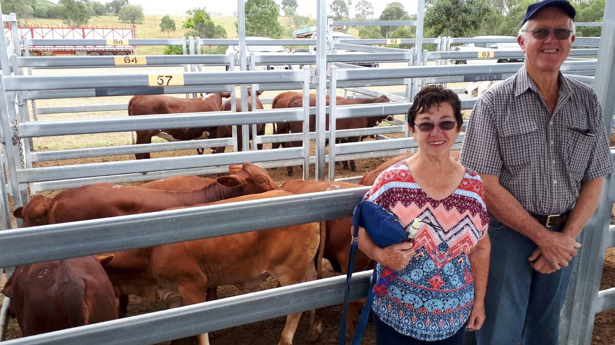 QUALITY CATTLE: Sandra and Graeme Orr, Kalbar, sold Droughtmaster weaner heifers for $1000.
