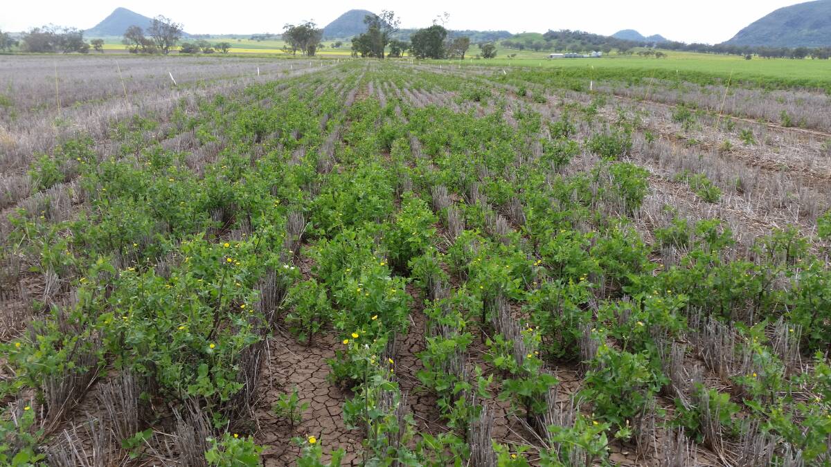 PEST WEED: Common sowthistle is rapidly becoming a wide-spread and persistent problem for grain growers in southern Queensland and northern NSW.  