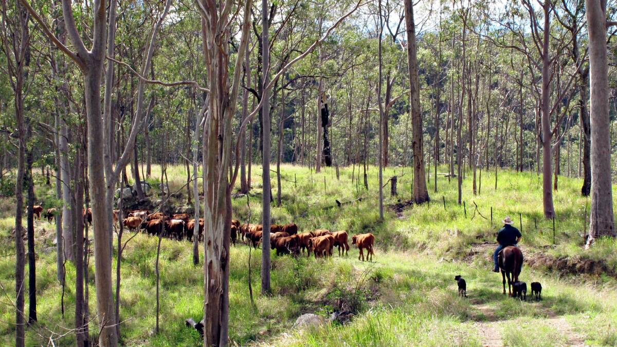 TARGETED: The Palaszczuk Government is in the process of booting the Day family off land they have grazed at Killkivan since 1878.