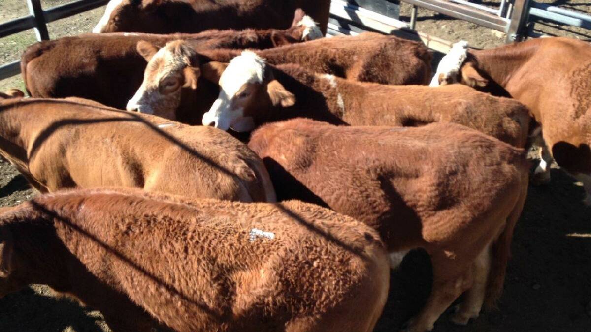 TOOGOOLAWAH: Noel and Liz Cook, Kindon, Goondiwindi, bought these Simmental steers for $1100.