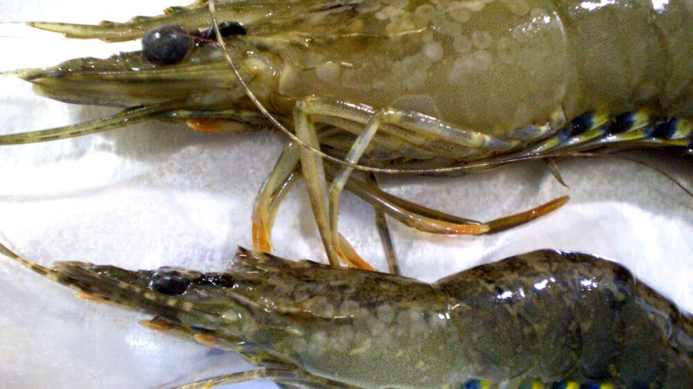 QRIDA: Loans of up to $3 million have been made available for prawn farmers affected by white spot disease in the Logan and Albert River catchments.