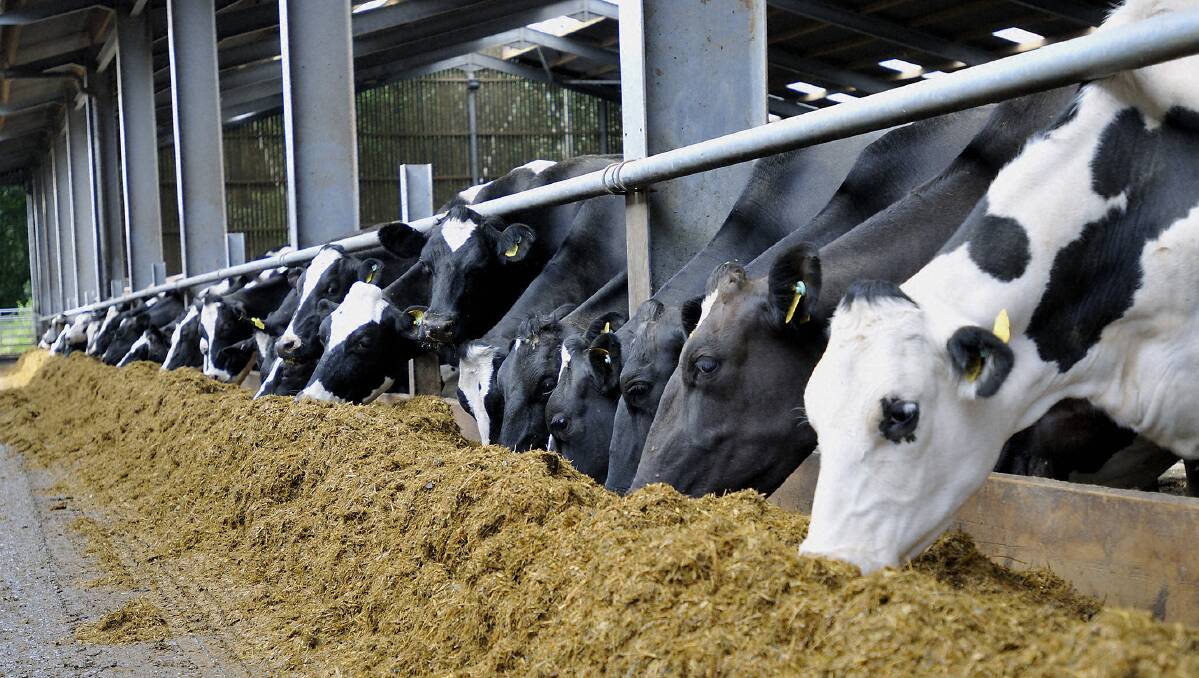 SAFE FEED: Managing the unavoidable risk of mycotoxins in feeds is proving a hot topic for the livestock industry. 