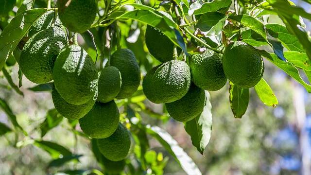 SUPERFOOD: Green Pigeon Avocados is being sold through an expressions of interest process through Ray White Rural, which closes on November 3.