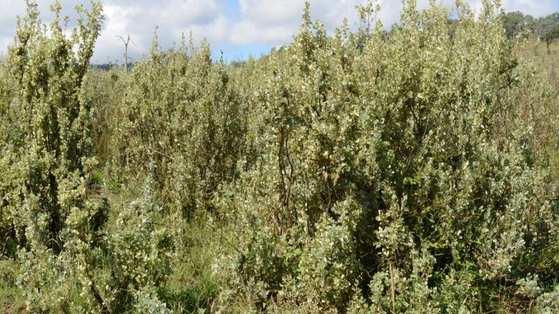 Saltbush is used to assist in nutritional management and drought relief.