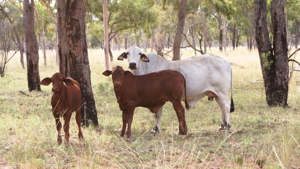 The livestock on Lancevale can be purchased at valuation.