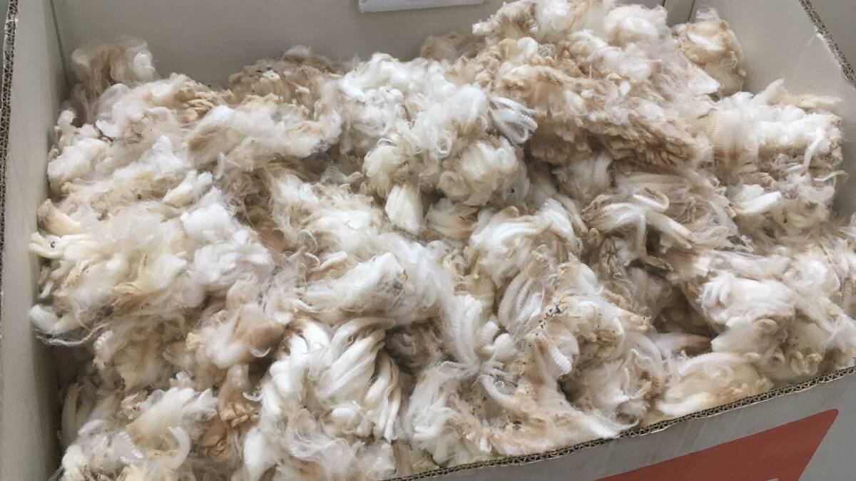 EIGHT MONTHS: One of the lines of wool from Willie and Marcelle Chandler's Isisford property Oma that sold in Sydney last week. The 16 bales of 59mm 20.4 micron AAAM tested 1 per cent vegetable matter, 73.2pc yield, and 66NKT and sold for 1140c/kg greasy.
