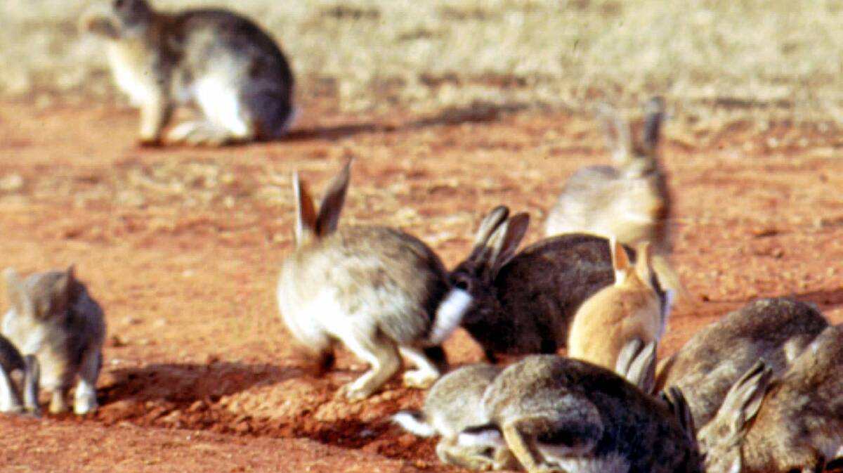 ANIMAL PEST: The rabbit remains one of Australia’s major agricultural and environmental animal pests. Photo - Invasive Animals CRC