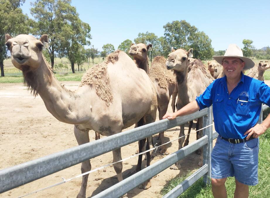 MILK MACHINES: Paul Martin with some of the wild-caught milking camels on Summer Land Camel Dairy at Harrisville, west of Brisbane.