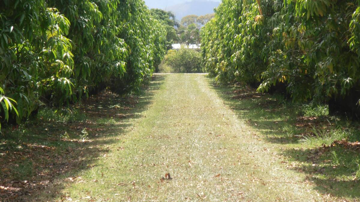 ON THE MARKET: Jayfresh Australia is selling its Bowen mango aggregation, comprising 13,500 trees across three properties.
