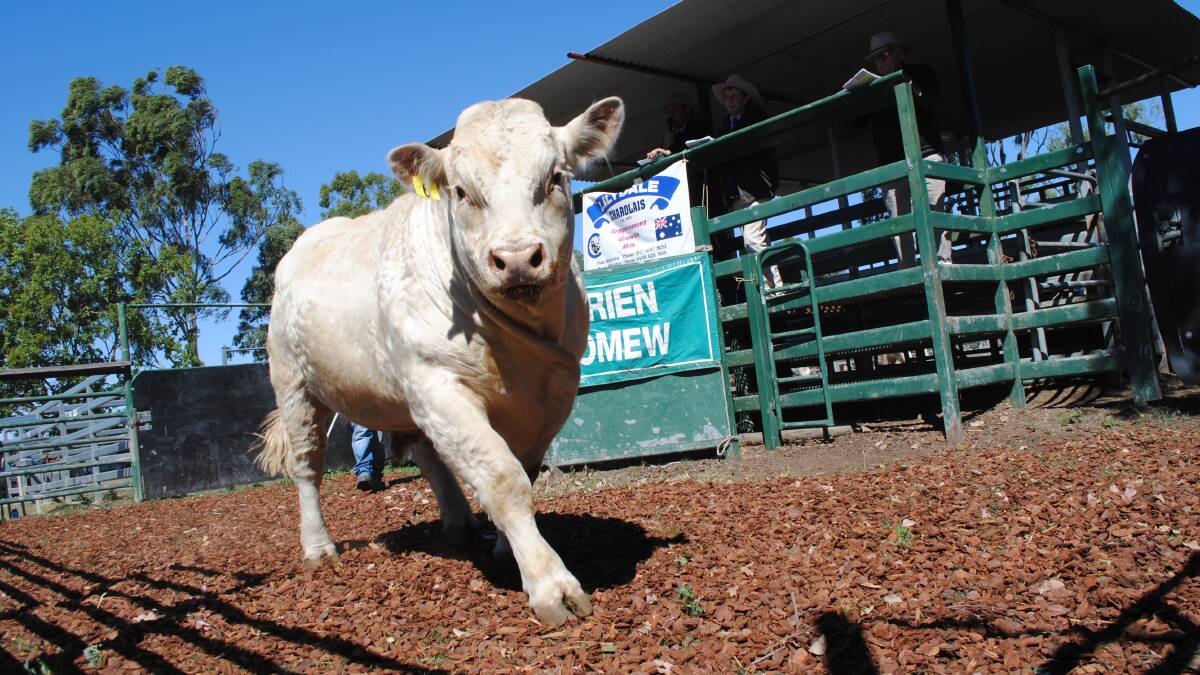READY TO WORK: Charolais bulls were in demand at the Lilydale Charolais Invitational Bull Sale at Toogoolawah on Saturday. 