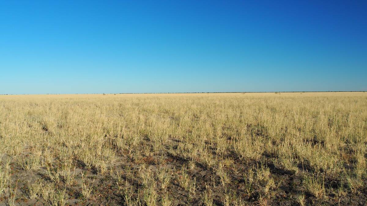Politic has about 16,200ha of open downs carrying a strong body of Mitchell grass. 
