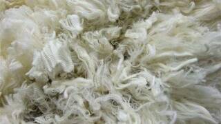 STRONG CLOSE: The wool market managed to struggle through the sudden surge in supply volume after the Easter recess.
