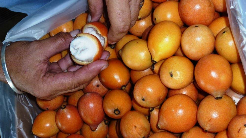 NEW MARKET: Exotic achacha fruit has been exported for the first time on a large scale to Hong Kong.