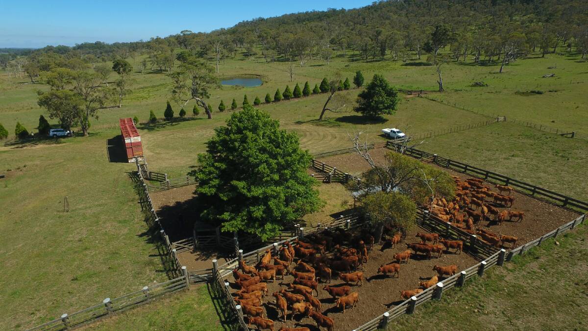 Mathew Walker’s major Wagyu operation Stone Axe Pastoral Company bought the Glen Alvie aggregation at Ebor, NSW, for $17.5m