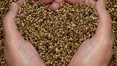 GROWTH INDUSTRY: Low THC hemp seed products have been approved as a food. 