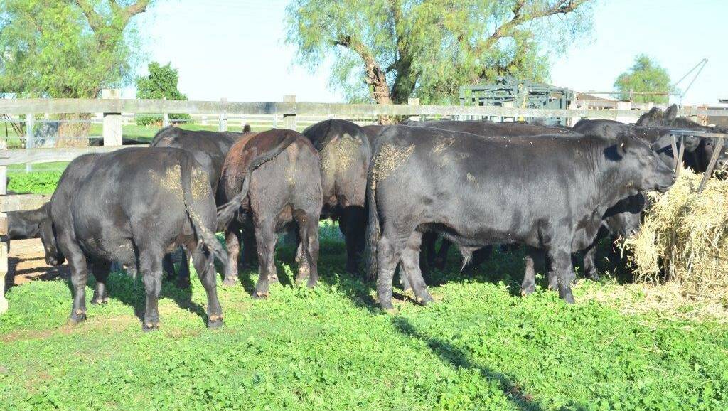These 20 steers produced carcases averaging 336kg. 