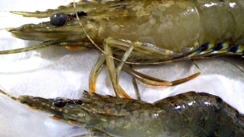 MOVING FORWARD: The Australian Prawn Farmers Association has welcomed the independent report by the Inspector-General of Biosecurity.