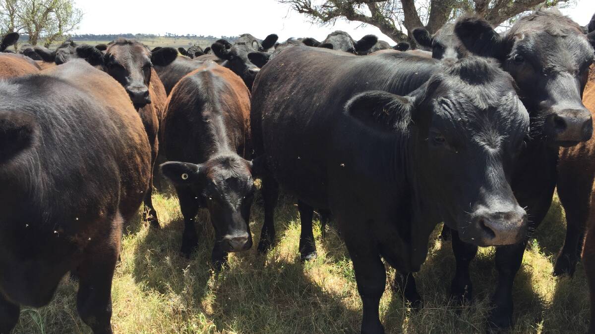 The 67 top quality Angus steers were bought on AuctionsPlus in mid-June. 