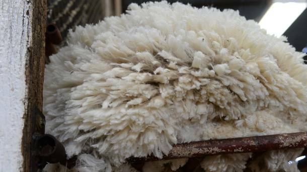 22,000 BALES: A small offering delivered a lift in Australian wool prices.  