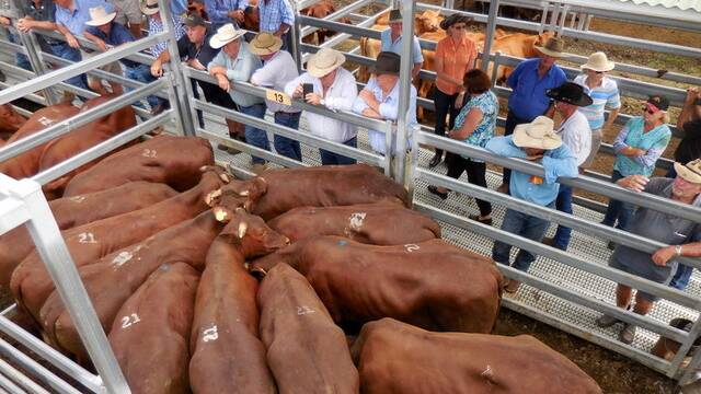 IN DEMAND: Top quality cattle on offer at Bartholomew and Co's annual All Red Show and Sale in Beaudesert today.