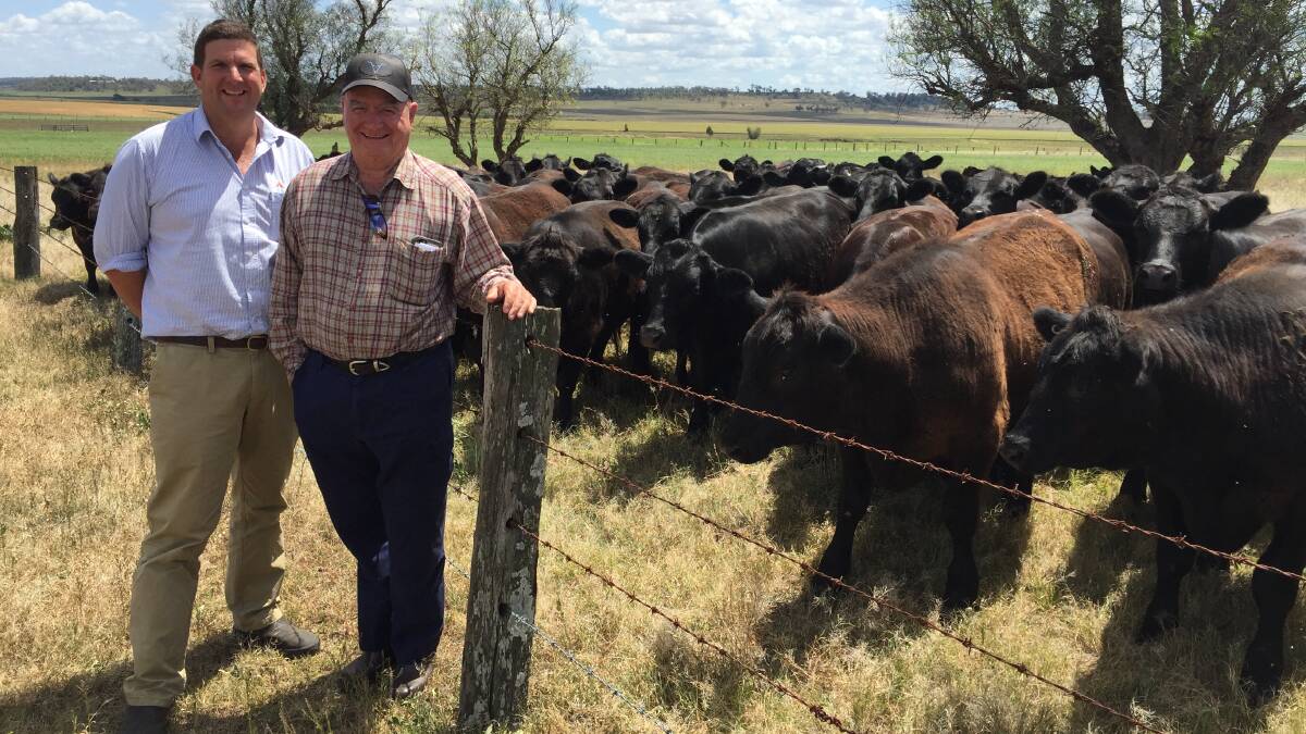 GOING AHEAD: Alltech nutrition adviser Toby Doak and Ken Baldwin, Enterprise, Biddeston, with Angus steers which have gone from strength to strength with the inclusion on a controlled release nitrogen source in the ration. 
