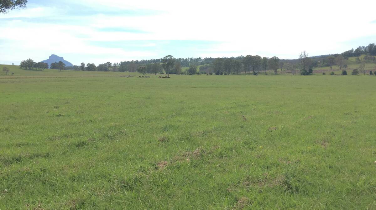 Highly productive, rejuvenated pasture on Tancredi. 