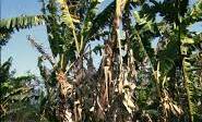 DISEASE CONTROL: Biosecurity Queensland will destroy all of the banana plants on a property infected Panama disease Tropical Race 4.