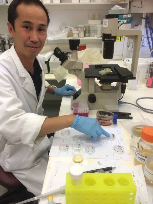 Dr Chuong Ngo working on the Chlorotic streak disease mystery.