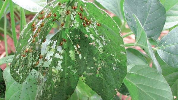 Red-shouldered leaf beetles shred leaves, consume flowers and making holes in pods, sometimes reaching and damaging the seeds.