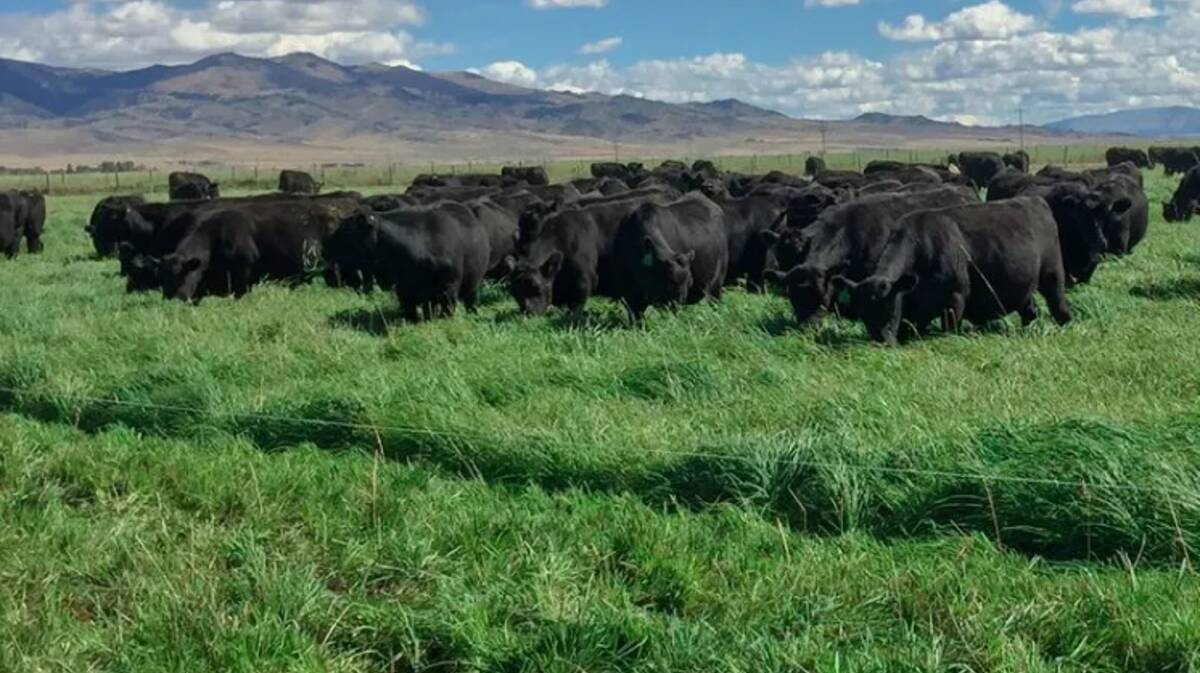 Matador Ranch and Cattle was formed with the goal of enhancing the natural ecosystem while continuing as a highly profitable ranching operation. Picture supplied