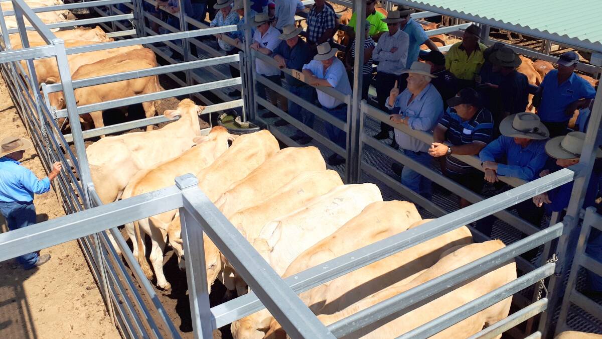 IN DEMAND: A quality line-up of feeder steers were on offer at Bartholomew and Co's Beaudesert store sale on Saturday.
