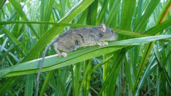 RAT PLAGUE: Major populations of the pest animal will be aerially baited in the Mackay and Herbert River districts. Photo - SRA