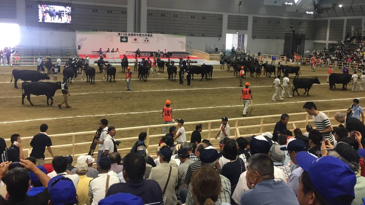 Cattle on show at the National Competitive Exhibition of Wagyu in Sendai, Japan. 