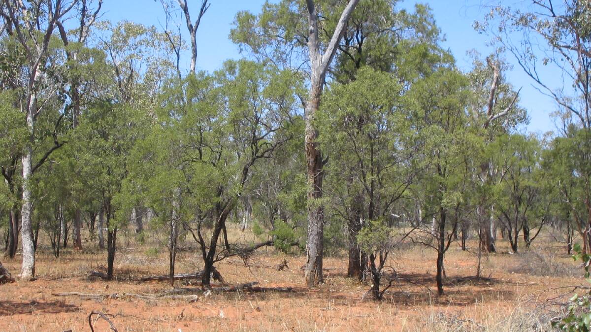 UNDER FIRE: Rural Queenslanders are being urged to have their say on controversial new vegetation management laws.