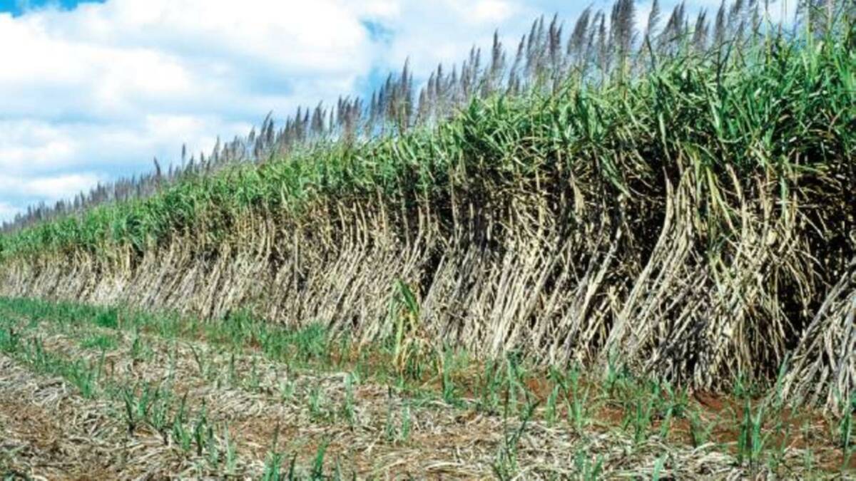 ARBITRATION REJECTED: Farm body CANEGROWERS says it is disappointed that parliament failed to pass new laws allowing arbitration.