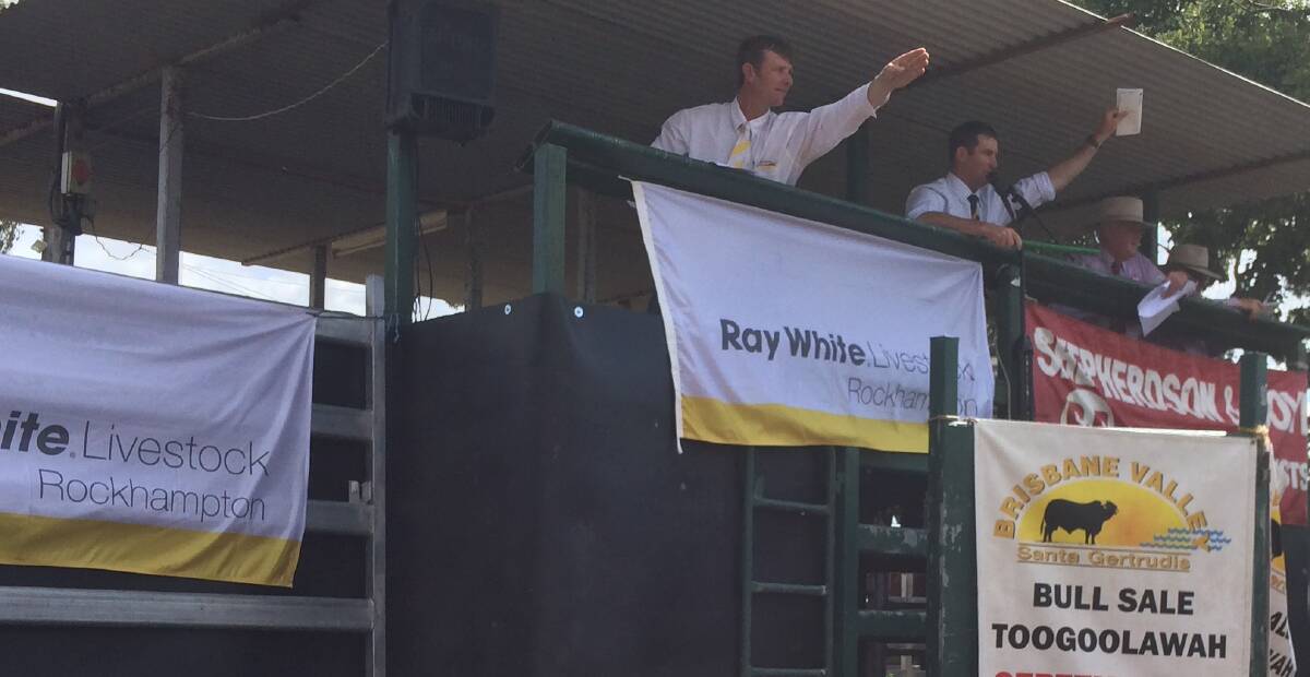 The Ray White Livestock and Shepherdson and Boyd selling teams in action at the Brisbane Valley Santa sale at Toogoolawah.