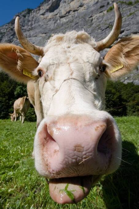 BREAKTHROUGH: A ‘cybertongue’ using biological sensors to detect substances like lactose has been released.