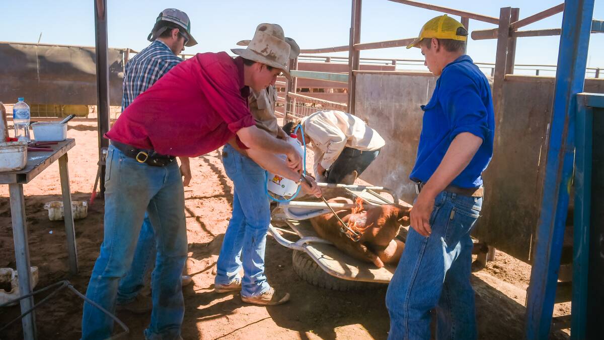 FORWARD THINKING: The development of pain relief for cattle will help ensure the beef industry can continue essential husbandry practices including dehorning, castration and branding. 